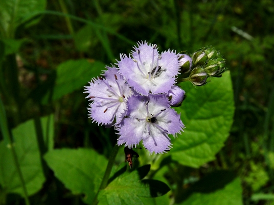 {Phacelia purshii}